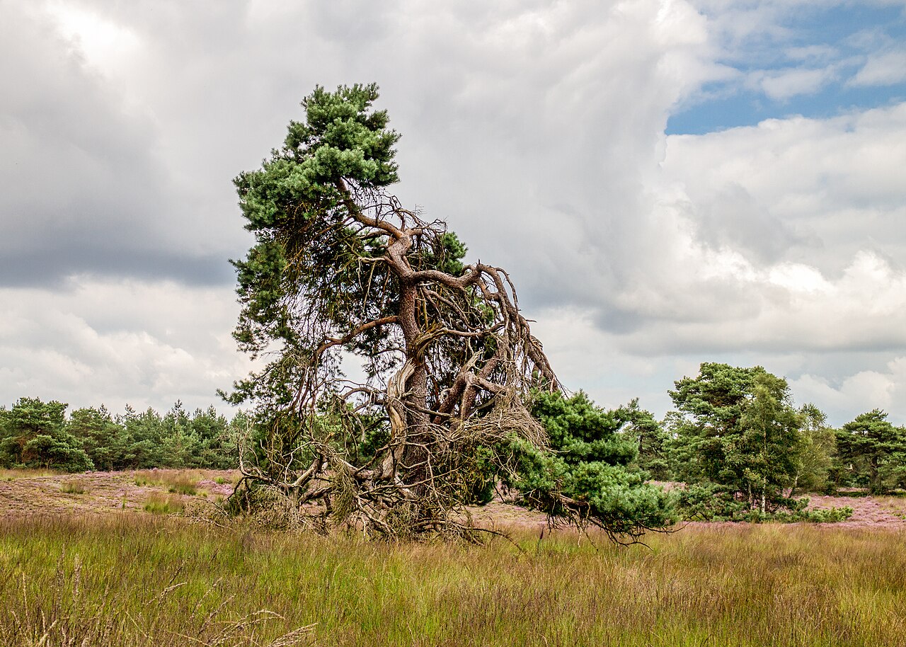 Een grove den tussen de bloeiende heide op de Tongerense Heide op de Veluwe